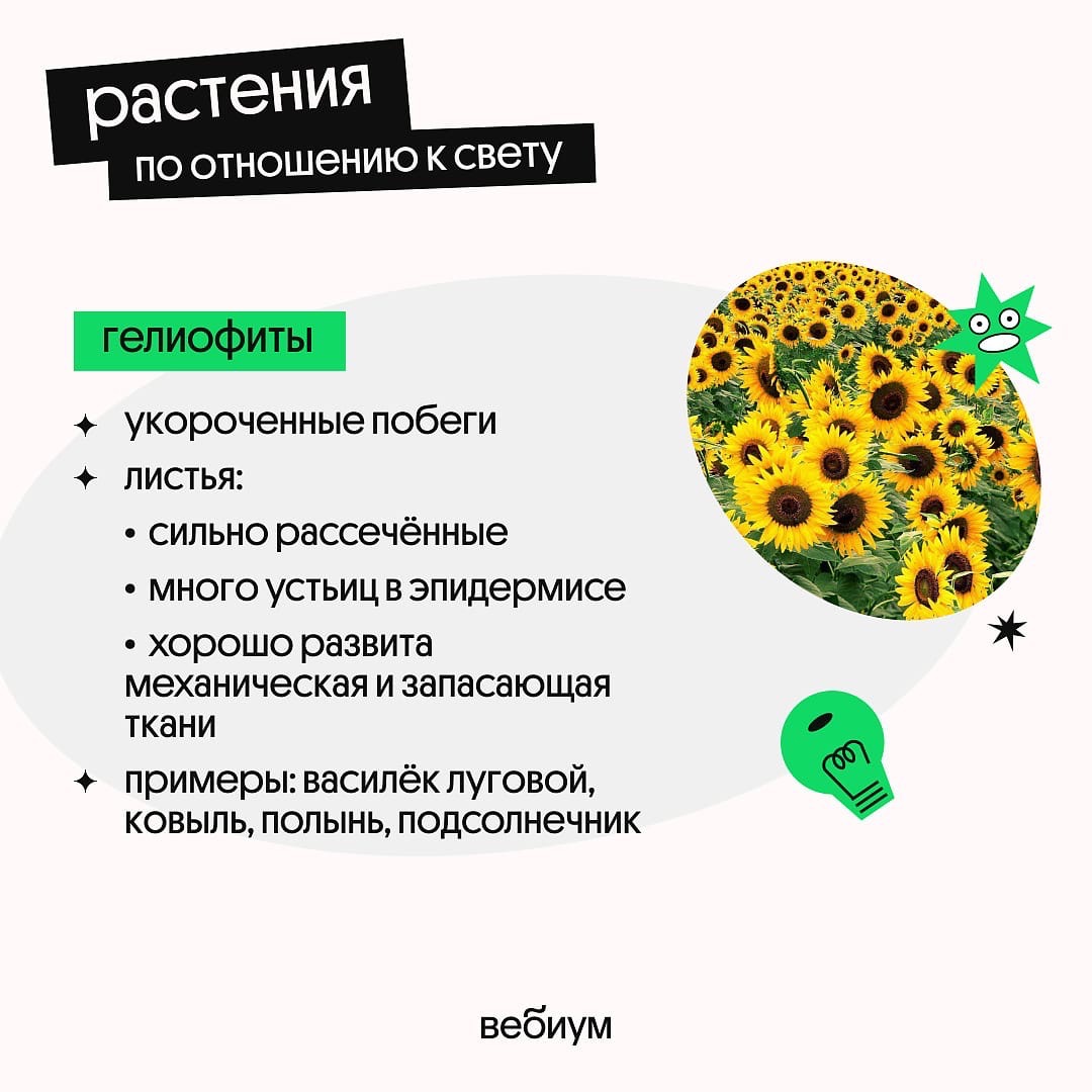 Экологические группы по отношению к свету
