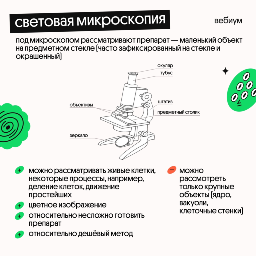 С помощью световой микроскопии. Световая микроскопия. световая и электронная микроскопия. световая микроскопия суть метода. методы изготовления препаратов для световой микроскопии.
